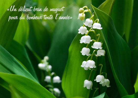 Muguet du 1er Mai